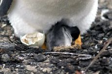 Eselspinguin (75 von 97).jpg